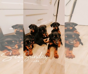 Doberman Pinscher Puppy for sale in CHINO, CA, USA