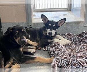 German Shepherd Dog-Unknown Mix Dogs for adoption in Orange, CA, USA