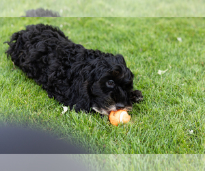Cockapoo (Miniature) Puppy for sale in NAPPANEE, IN, USA