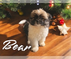 Havashu Puppy for sale in NOVI, MI, USA