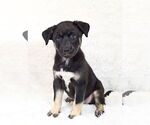 Small #12 Siberian Husky Mix