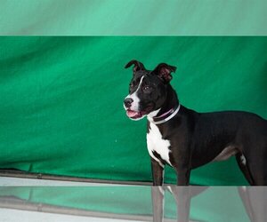 American Pit Bull Terrier-Border Collie Mix Dogs for adoption in Pasadena, CA, USA