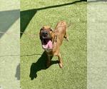 Small #1 Labrador Retriever Mix