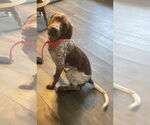Small #1 German Shorthaired Pointer Mix