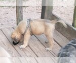 Puppy Wavy Fawn Daniff