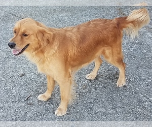 Mother of the Golden Retriever puppies born on 10/03/2019