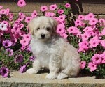 Small Photo #3 Maltipoo Puppy For Sale in FREDERICKSBURG, OH, USA