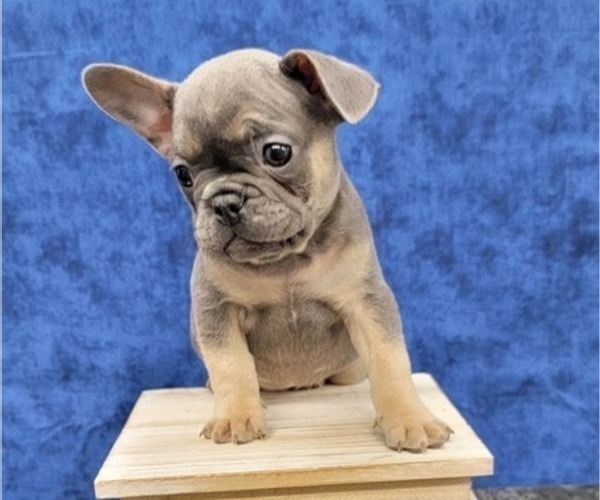 Medium Photo #9 French Bulldog Puppy For Sale in BLAKESBURG, IA, USA
