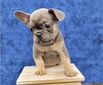 Small Photo #9 French Bulldog Puppy For Sale in BLAKESBURG, IA, USA