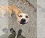 Small #1 American Staffordshire Terrier Mix