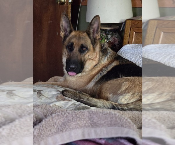 Medium Photo #64 German Shepherd Dog Puppy For Sale in LA FAYETTE, NY, USA