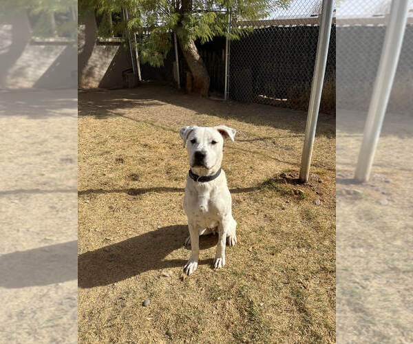 Medium Photo #7 Dalmatian-Labrador Retriever Mix Puppy For Sale in Chandler, AZ, USA