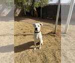 Small #6 Dalmatian-Labrador Retriever Mix
