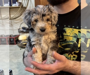Aussiedoodle Miniature Puppy for sale in GRANTS PASS, OR, USA