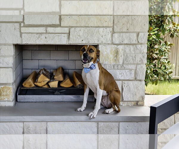 Medium Photo #3 Boxer-Unknown Mix Puppy For Sale in McKinney, TX, USA