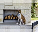Small #2 Boxer Mix