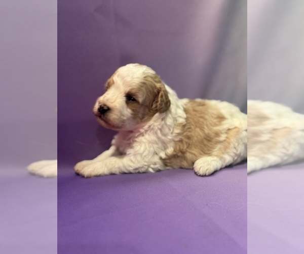 Medium Photo #2 Bernedoodle (Miniature) Puppy For Sale in LONGMONT, CO, USA