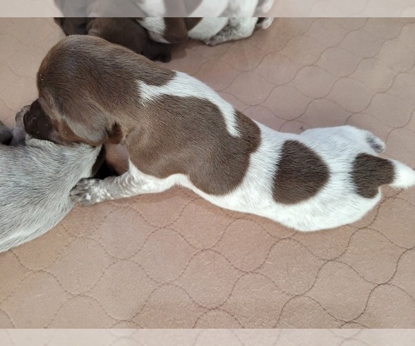 Medium Photo #2 German Shorthaired Pointer Puppy For Sale in LEONARD, TX, USA