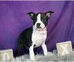 Small #4 Boston Terrier