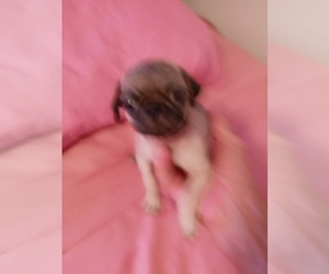 American Lo-Sze Pugg Puppy for sale in PACOLET, SC, USA