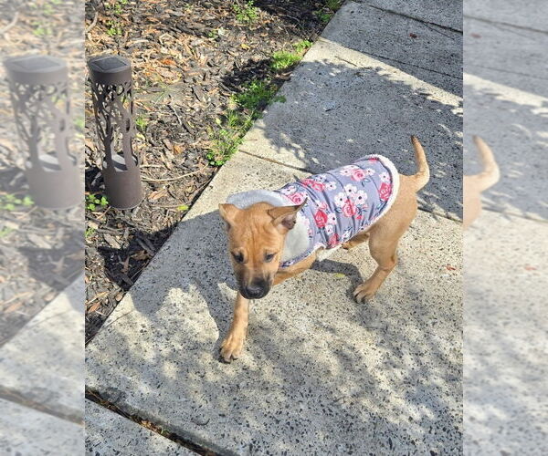 Medium Photo #3 Redbone Coonhound-Unknown Mix Puppy For Sale in Mooresville, NC, USA