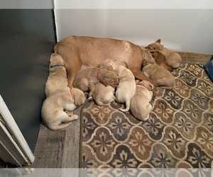 Labrador Retriever Puppy for sale in APOSTLE ISLANDS NATIONAL LAK, WI, USA