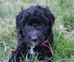 Puppy Puppy 6 Bernedoodle