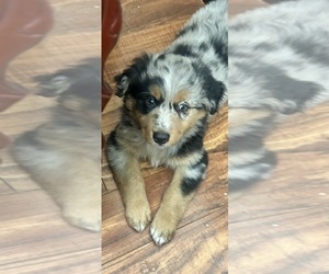 Medium Australian Shepherd