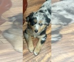 Puppy TJ Australian Shepherd