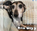 Small #8 Dachshund
