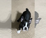 Small Photo #6 Boston Terrier Puppy For Sale in GLOUCESTER, VA, USA