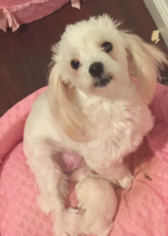 Mother of the Maltese puppies born on 02/03/2017