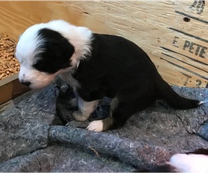 Australian Shepherd Puppy for sale in VERMONTVILLE, MI, USA