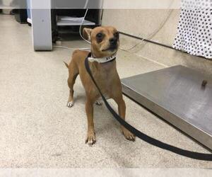 Chihuahua Dogs for adoption in Riverside, CA, USA