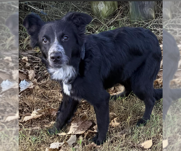 Medium Photo #1 Border Collie-Unknown Mix Puppy For Sale in Cranston, RI, USA