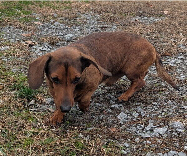 Medium Photo #8 Dachshund Puppy For Sale in Shelbyville, TN, USA