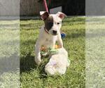 Small #1 Labrador Retriever Mix