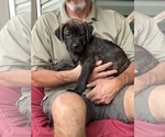 Puppy ON HOLD Orange Rotticorso