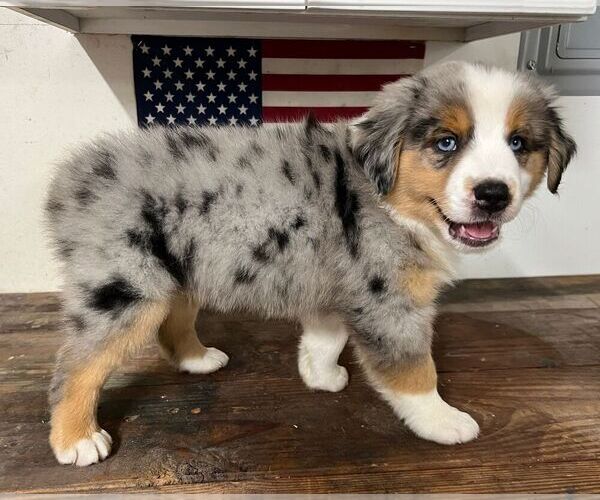 Medium Photo #23 Miniature Australian Shepherd Puppy For Sale in WINTER GARDEN, FL, USA