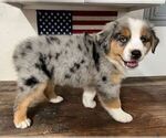 Small Photo #23 Miniature Australian Shepherd Puppy For Sale in WINTER GARDEN, FL, USA