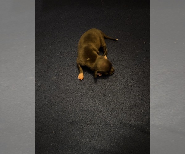 Medium Photo #2 Italian Greyhound Puppy For Sale in STILLWATER, OK, USA