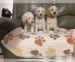 Small Photo #3 Goldendoodle Puppy For Sale in PARIS, TX, USA