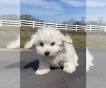 Small #2 Coton de Tulear