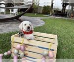 Small Photo #16 Labrador Retriever Puppy For Sale in MIAMI, FL, USA