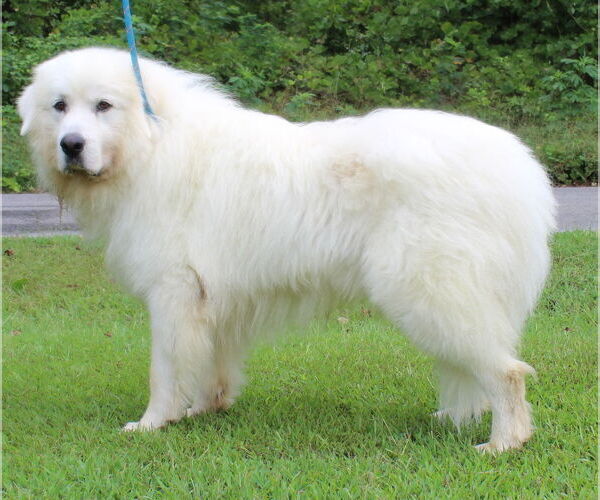 Medium Photo #1 Great Pyrenees Puppy For Sale in Prattville, AL, USA