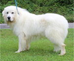 Small Great Pyrenees