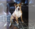 Small Staffordshire Bull Terrier Mix