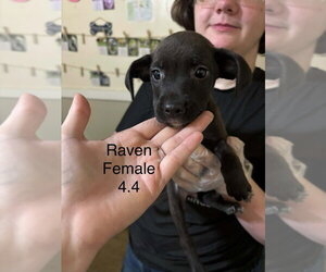 Australian Shepherd-Boxer Mix Dogs for adoption in Aurora, IN, USA