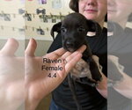 Johnson Rs : Raven - Female Australian Shepherd-Boxer Mix Dog for Adoption - Small photo