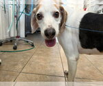 Small #1 Coonhound Mix